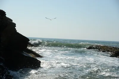 DSC_2681 (Large).JPG